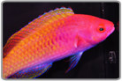 Ruby Head Fairy Wrasse